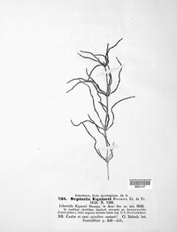 Septoria equiseti image